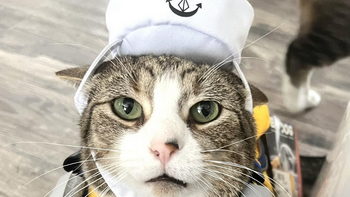 Captain Leo, the boat cat.